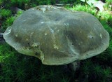 Boletus variipes image