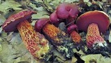 Butyriboletus frostii image