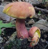 Boletus pallidoroseus image