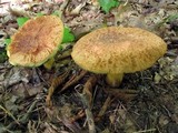 Xerocomus hortonii image