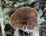 Coltricia montagnei var. montagnei image
