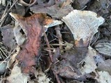 Coltricia montagnei var. montagnei image