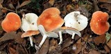 Leucopaxillus gracillimus image