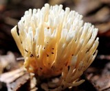 Tremellodendron pallidum image