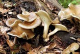 Royoporus badius image