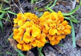 Craterellus odoratus image