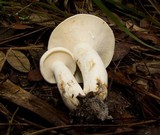 Lactarius subvernalis image