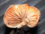 Crepidotus crocophyllus image