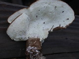 Jahnoporus hirtus image