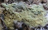 Amaurodon viridis image
