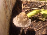 Coprinellus flocculosus image
