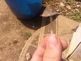 Coprinellus flocculosus image