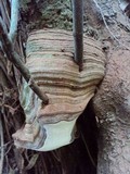 Ganoderma australe image