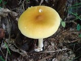 Amanita banningiana image