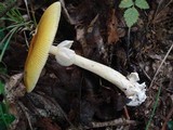 Amanita banningiana image