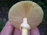 Amanita banningiana image