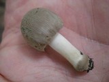 Amanita farinosa image