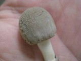 Amanita farinosa image