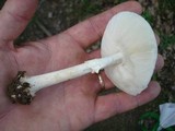 Amanita brunnescens image