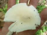 Amanita sect. Vaginatae image