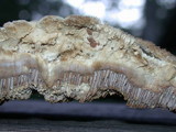 Coriolopsis gallica image
