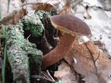 Boletellus chrysenteroides image