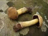 Boletus vermiculosoides image