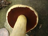 Boletus vermiculosoides image