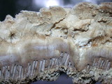Coriolopsis gallica image