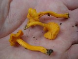 Cantharellus minor image
