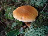 Gyroporus castaneus image
