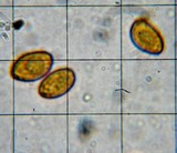 Gymnopilus flavidellus image