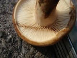 Lactarius luteolus image