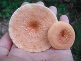 Lactarius volemus image