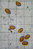 Gymnopilus flavidellus image