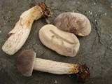 Retiboletus griseus image