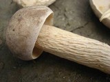 Retiboletus griseus image