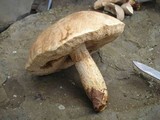 Retiboletus griseus image