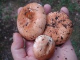 Russula compacta image