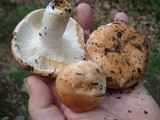 Russula compacta image