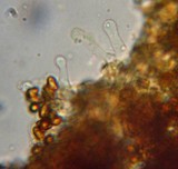 Gymnopilus flavidellus image