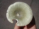 Russula parvovirescens image