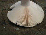 Russula parvovirescens image