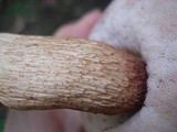 Tylopilus felleus image
