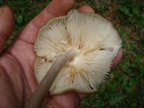 Hymenopellis furfuracea image