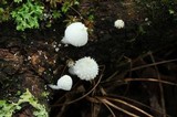 Amparoina spinosissima image