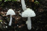 Amparoina spinosissima image
