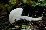 Amparoina spinosissima image