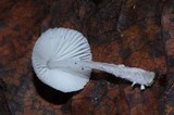 Amparoina spinosissima image