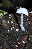 Amparoina spinosissima image